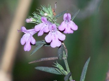 Una labiata - cfr. Micromeria graeca